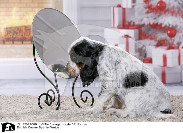 English Cocker Spaniel Welpe / English Cocker Spaniel Puppy / RR-87666