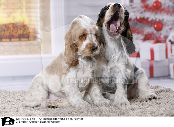 2 English Cocker Spaniel Welpen / 2 English Cocker Spaniel Puppies / RR-87675