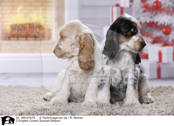 2 English Cocker Spaniel Welpen / RR-87679