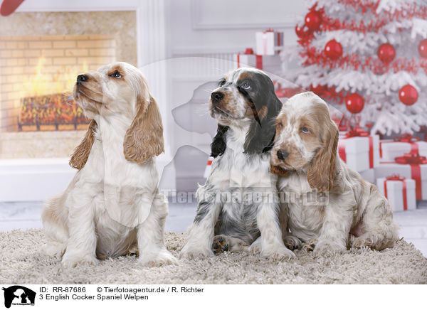 3 English Cocker Spaniel Welpen / 3 English Cocker Spaniel Puppies / RR-87686