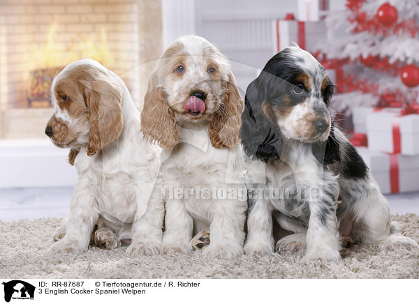 3 English Cocker Spaniel Welpen / 3 English Cocker Spaniel Puppies / RR-87687