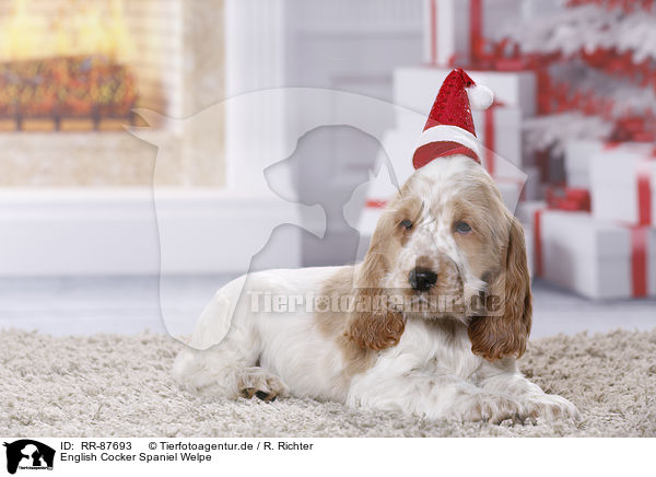 English Cocker Spaniel Welpe / RR-87693