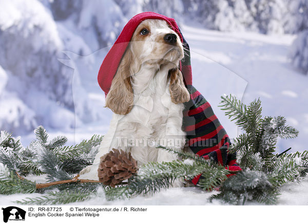 English Cocker Spaniel Welpe / RR-87725
