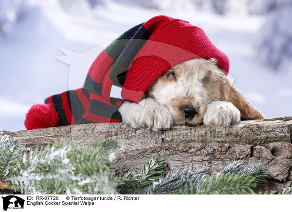 English Cocker Spaniel Welpe / RR-87728