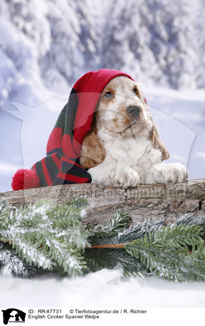 English Cocker Spaniel Welpe / RR-87731