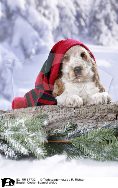 English Cocker Spaniel Welpe / RR-87732