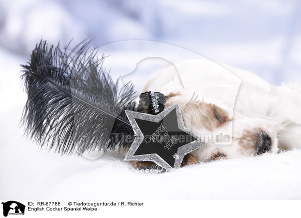 English Cocker Spaniel Welpe / RR-87788