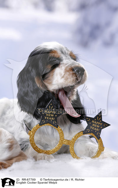 English Cocker Spaniel Welpe / RR-87789