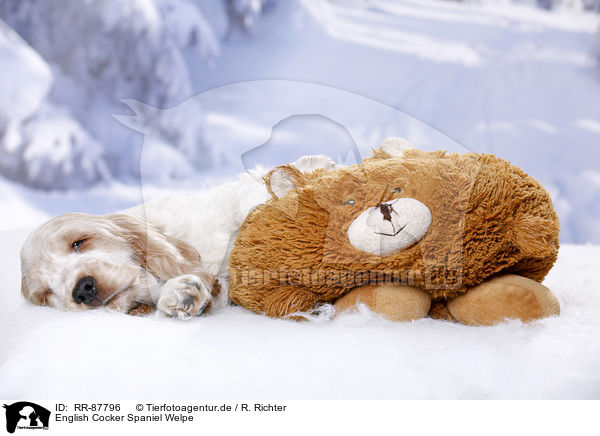 English Cocker Spaniel Welpe / RR-87796