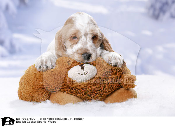 English Cocker Spaniel Welpe / RR-87800