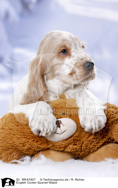 English Cocker Spaniel Welpe / RR-87807