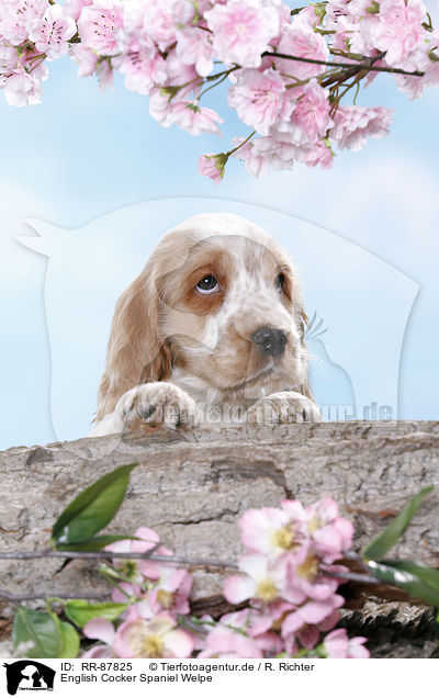 English Cocker Spaniel Welpe / RR-87825