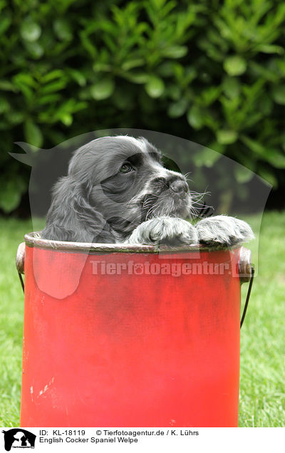 English Cocker Spaniel Welpe / KL-18119