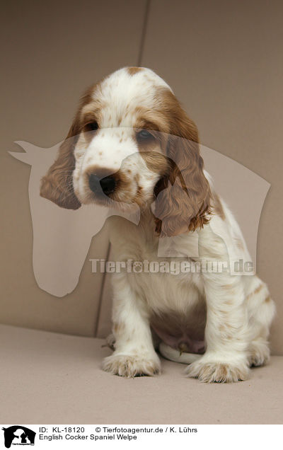 English Cocker Spaniel Welpe / KL-18120