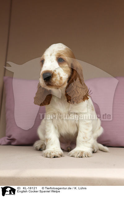 English Cocker Spaniel Welpe / KL-18121