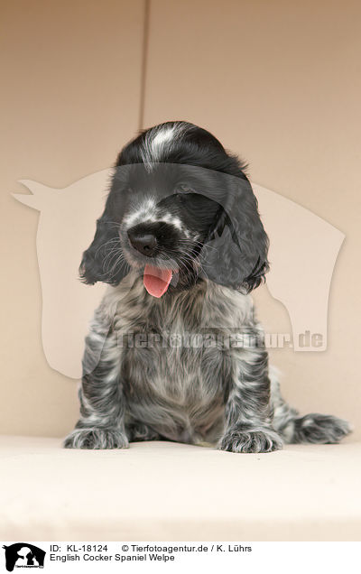 English Cocker Spaniel Welpe / KL-18124