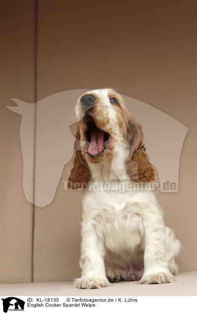 English Cocker Spaniel Welpe / KL-18130
