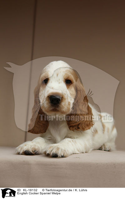 English Cocker Spaniel Welpe / KL-18132