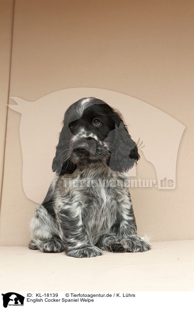 English Cocker Spaniel Welpe / KL-18139