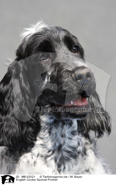 English Cocker Spaniel Portrait / MB-02021