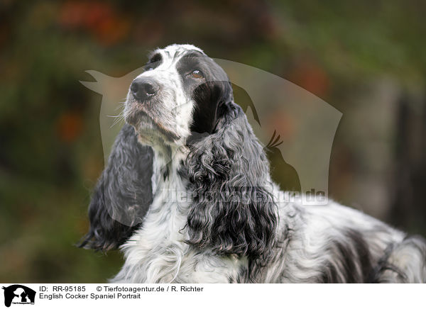 English Cocker Spaniel Portrait / RR-95185