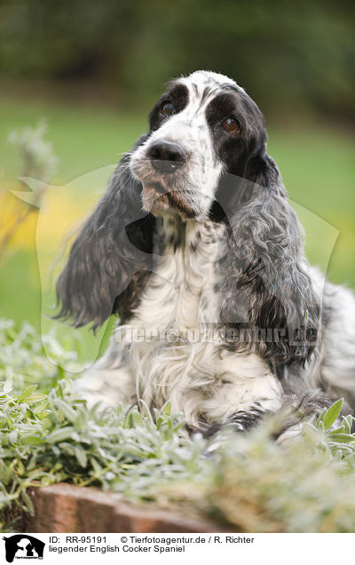 liegender English Cocker Spaniel / RR-95191