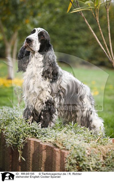 stehender English Cocker Spaniel / RR-95195