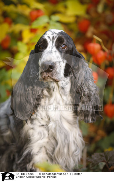 English Cocker Spaniel Portrait / RR-95203