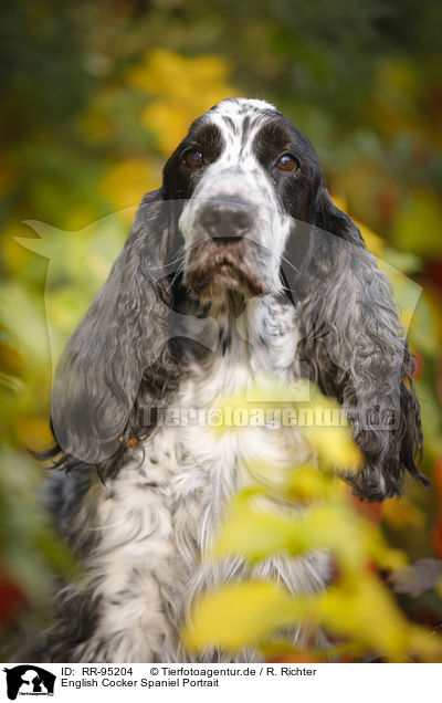 English Cocker Spaniel Portrait / RR-95204