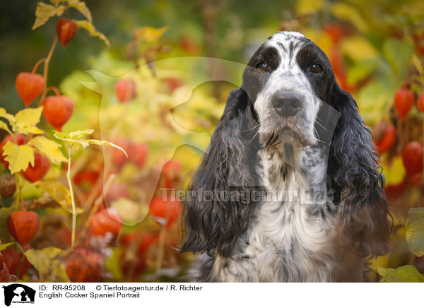English Cocker Spaniel Portrait / RR-95208
