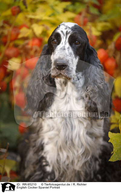 English Cocker Spaniel Portrait / RR-95210