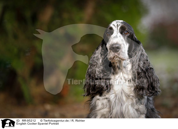 English Cocker Spaniel Portrait / RR-95212