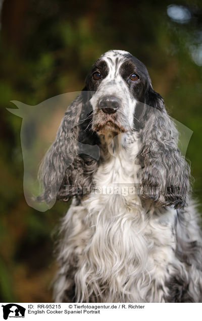 English Cocker Spaniel Portrait / RR-95215