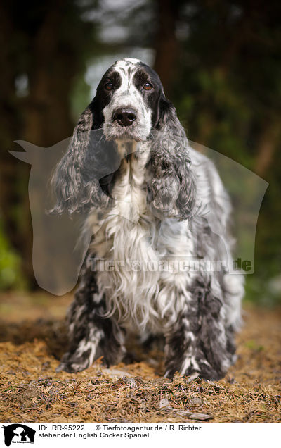 stehender English Cocker Spaniel / RR-95222