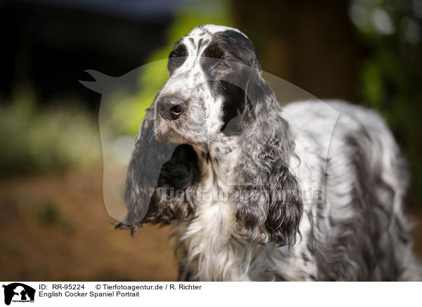 English Cocker Spaniel Portrait / RR-95224