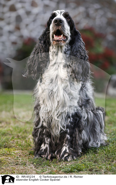 sitzender English Cocker Spaniel / RR-95234