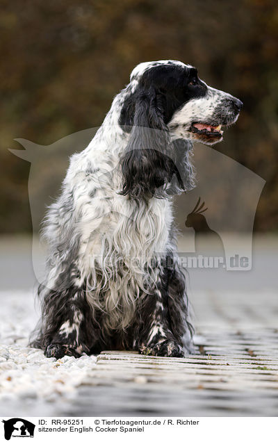 sitzender English Cocker Spaniel / sitting English Cocker Spaniel / RR-95251