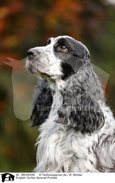 English Cocker Spaniel Portrait / RR-95256