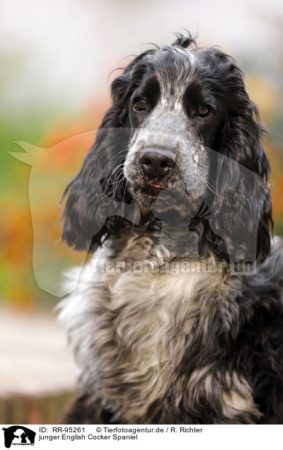 junger English Cocker Spaniel / RR-95261