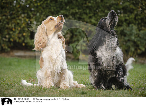 2 English Cocker Spaniel / 2 English Cocker Spaniel / RR-95268