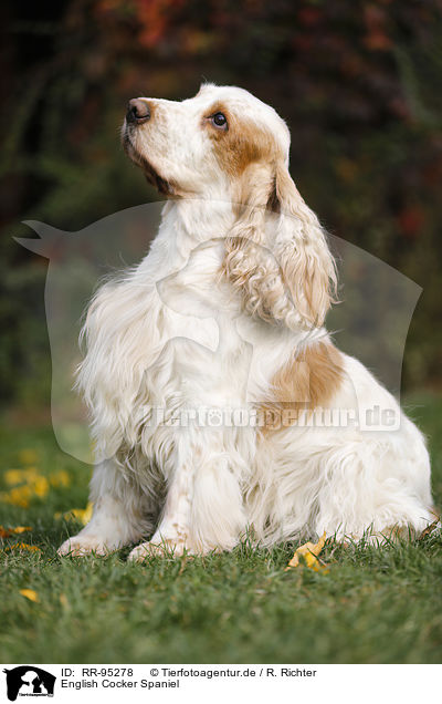 English Cocker Spaniel / English Cocker Spaniel / RR-95278