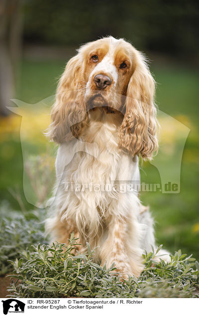 sitzender English Cocker Spaniel / sitting English Cocker Spaniel / RR-95287
