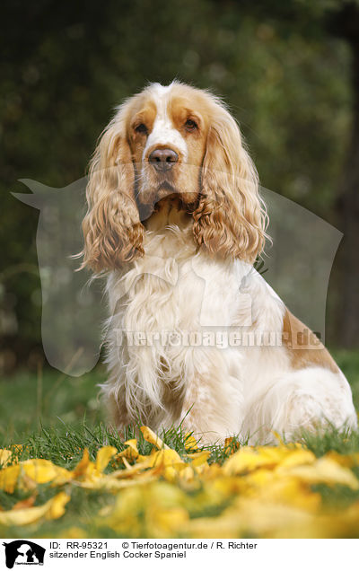 sitzender English Cocker Spaniel / RR-95321