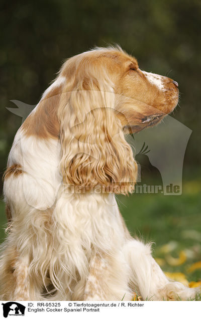 English Cocker Spaniel Portrait / English Cocker Spaniel Portrait / RR-95325