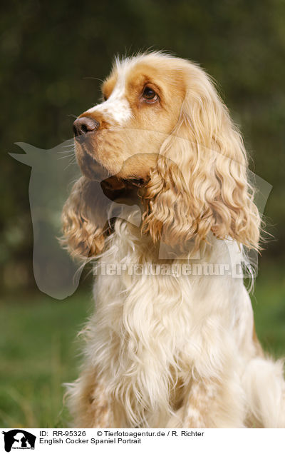 English Cocker Spaniel Portrait / English Cocker Spaniel Portrait / RR-95326