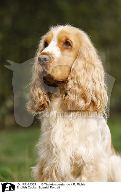 English Cocker Spaniel Portrait / RR-95327
