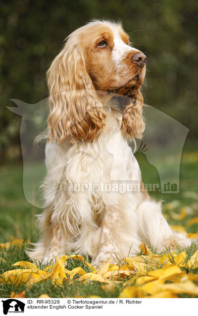sitzender English Cocker Spaniel / sitting English Cocker Spaniel / RR-95329