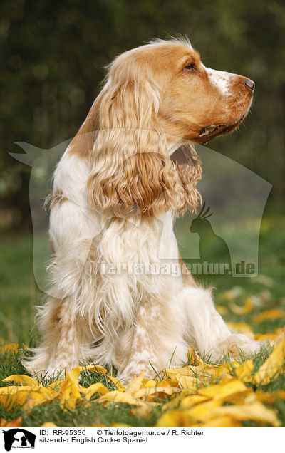sitzender English Cocker Spaniel / sitting English Cocker Spaniel / RR-95330