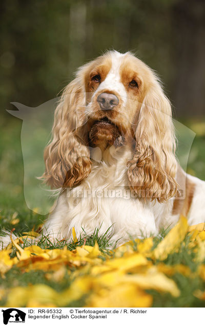 liegender English Cocker Spaniel / RR-95332