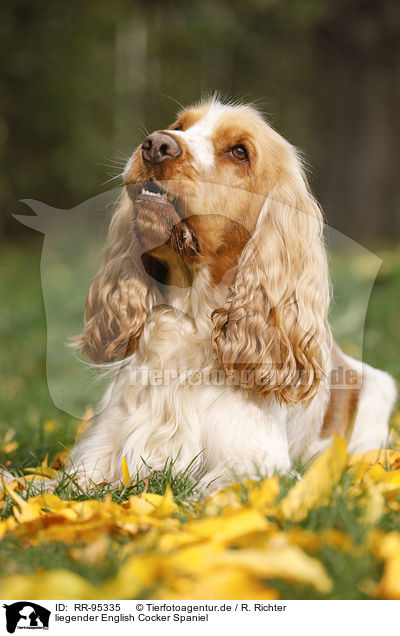liegender English Cocker Spaniel / lying English Cocker Spaniel / RR-95335